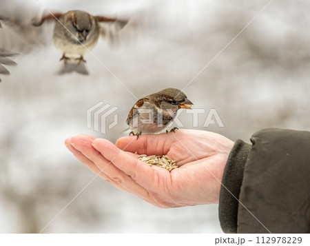 A sparrow sits on a man's hand and eats seeds. A sparrow sits on a man's hand and eats seeds. 112978229
