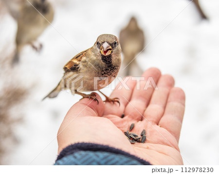A sparrow sits on a man's hand and eats seeds. 112978230