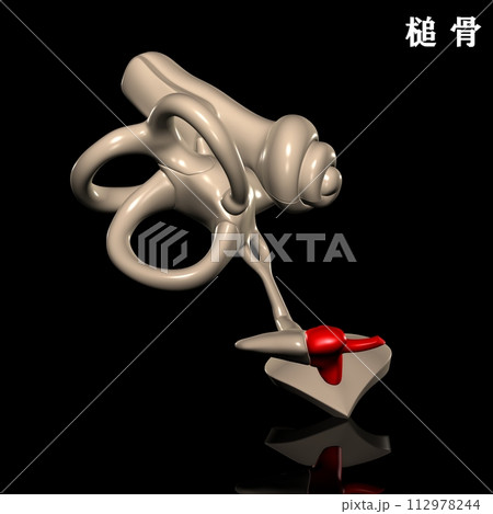 人体の槌骨 人体の槌骨 112978244