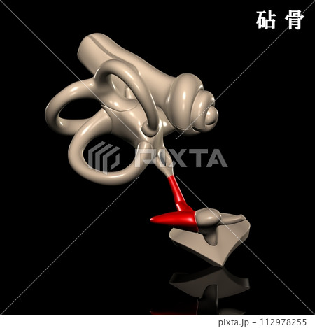 人体の砧骨 人体の砧骨 112978255