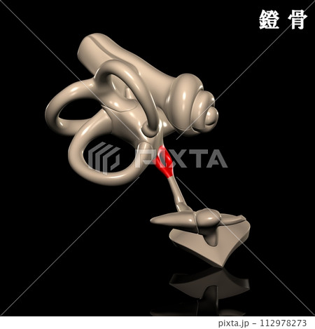 人体の鐙骨 人体の鐙骨 112978273