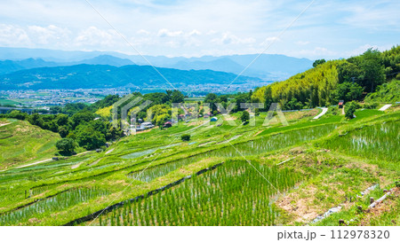 稲倉の棚田(6月) 稲倉の棚田(6月) 112978320