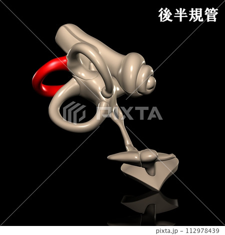 人体の後半規管 人体の後半規管 112978439