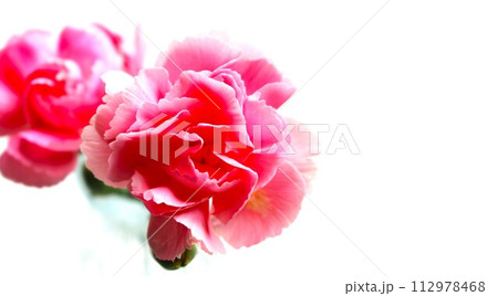 ピンクのカーネーションの花　背景 112978468