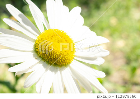 A blooming daisy flower. Chamomile close-up. A blooming daisy flower. Chamomile close-up. 112978560