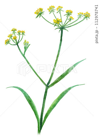 柴胡（サイコ）漢方薬の生薬水彩イラスト 112978741