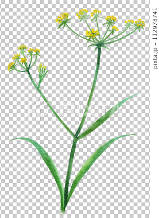 柴胡（サイコ）漢方薬の生薬水彩イラスト 112978741