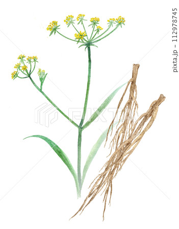 柴胡（サイコ）漢方薬の生薬水彩イラスト 112978745