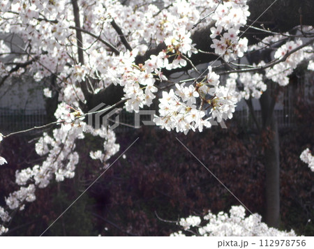 サクラ 112978756