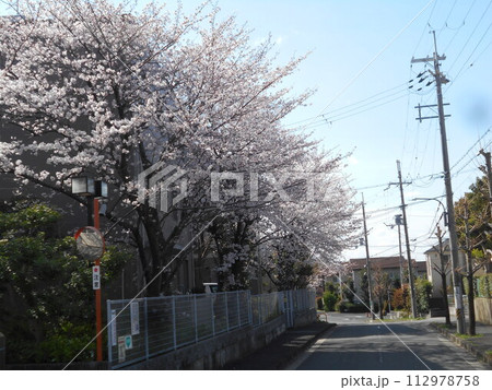 サクラ 112978758