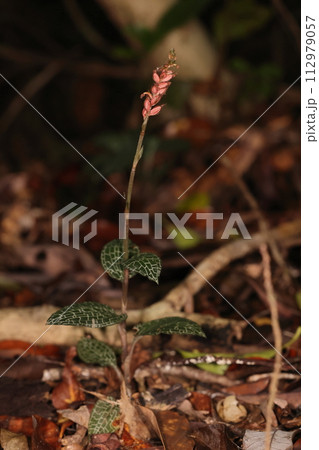 自然 植物 カゴメラン、三月の石垣島で。林道脇に果実をつけたカゴメランがちらほら 自然 植物 カゴメラン、三月の石垣島で。林道脇に果実をつけたカゴメランがちらほら 112979057