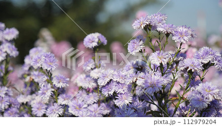 Magenta petals blossom in beautiful garden. Close-up violet floral wildflower. Purple Pastel margaret flower floral soft nature blossom blurred background. Pastel violet romance bloom spring season 112979204