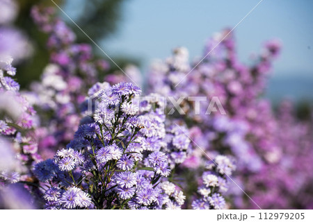 Purple Pastel margaret flower floral soft nature blossom blurred background. Pastel violet romance bloom spring season. Magenta petals blossom in beautiful garden. Close-up violet floral wildflower 112979205
