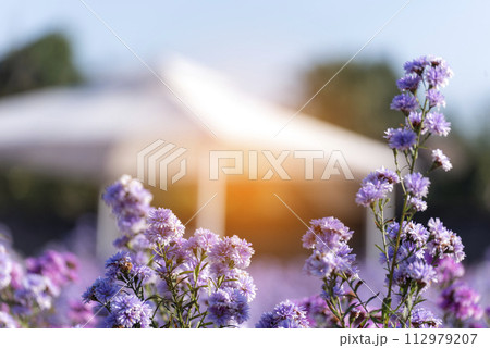 Purple Pastel margaret flower floral soft nature blossom blurred background. Pastel violet romance bloom spring season. Magenta petals blossom in beautiful garden. Close-up violet floral wildflower 112979207