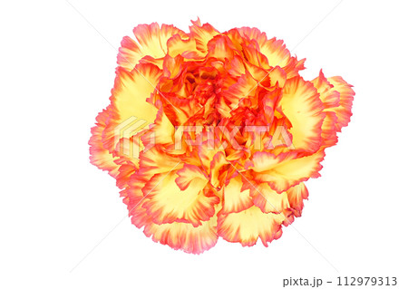 【カーネーション】 (深度合成) 112979313