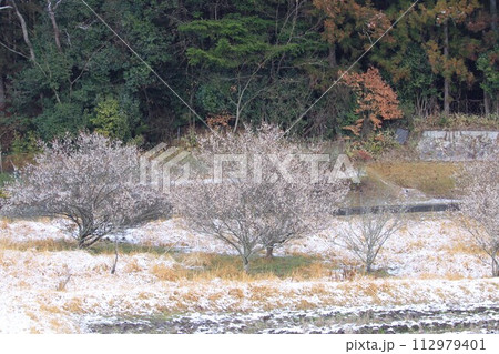 雪の残る梅林 112979401