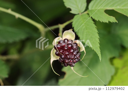 自然 植物 リュウキュウバライチゴ、沖縄では春に食べごろになる果実。このくらいが一番おいしい 自然 植物 リュウキュウバライチゴ、沖縄では春に食べごろになる果実。このくらいが一番おいしい 112979402