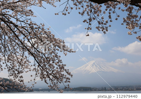 富士山をバックに満開の桜 sakura full bollm behind Mt. Fuji 112979440