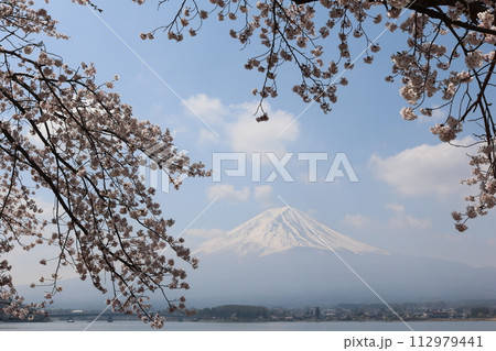 富士山をバックに満開の桜 sakura full bollm behind Mt. Fuji 112979441