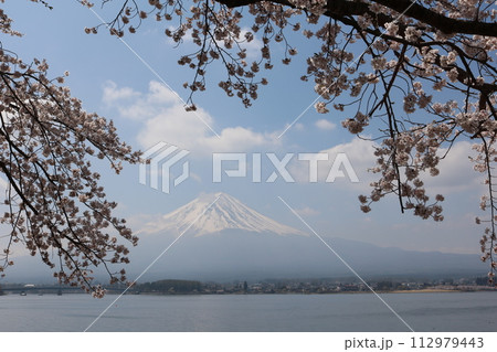 富士山をバックに満開の桜 sakura full bollm behind Mt. Fuji 112979443