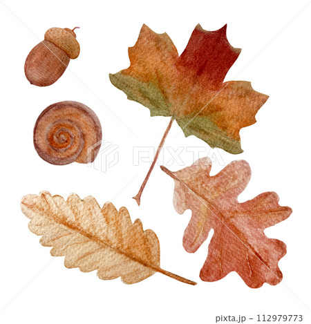 Oak maple leafs acorn snail watercolor illustration isolated on white 112979773