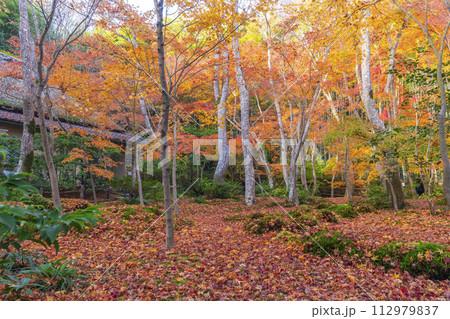 京都 祇王寺 紅葉 京都 祇王寺 紅葉 112979837