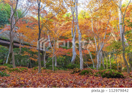 京都　祇王寺　紅葉 112979842