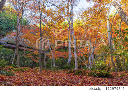 京都 祇王寺 紅葉 京都 祇王寺 紅葉 112979843