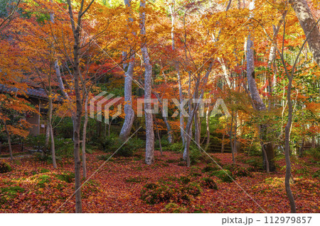 京都 祇王寺 紅葉 京都 祇王寺 紅葉 112979857