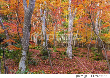 京都　祇王寺　紅葉 112979866