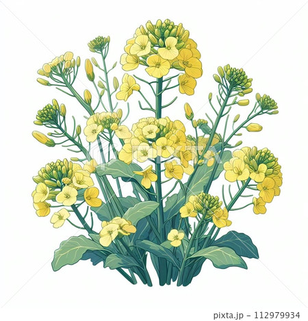 黄色い菜の花 112979934