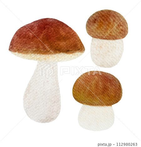 Watercolor porcini mushroom set isolated on white Watercolor porcini mushroom set isolated on white 112980263