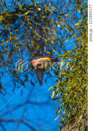 宿り木から飛び立つヒレンジャク 112980377