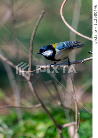 飛び立つ直前のシジュウカラ 112980446