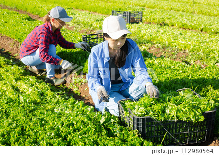 Two women gardeners harvesting green lettuce on field Two women gardeners harvesting green lettuce on field 112980564