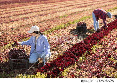 Female farm worker gathering harvest of organic red lettuce Female farm worker gathering harvest of organic red lettuce 112980579