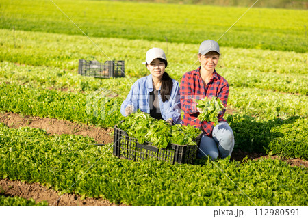 Team of workers harvests ripe green lettuce on plantation Team of workers harvests ripe green lettuce on plantation 112980591