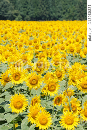 ひまわり（津南ひまわり広場） 112980821