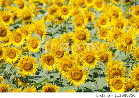 ひまわり ひまわり 112980850