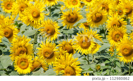 ひまわりの写真素材 [112980862] - PIXTA
