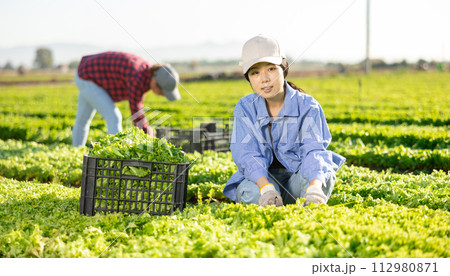 Smiling young asian female farmer harvesting green lettuce at field Smiling young asian female farmer harvesting green lettuce at field 112980871