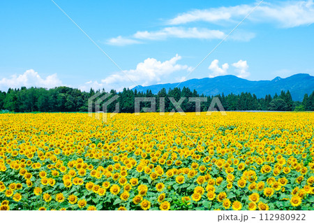 津南ひまわり広場 112980922