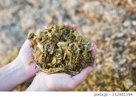 Hands of farmer holding pressed ensiled stalks and leaves of corn 112981194