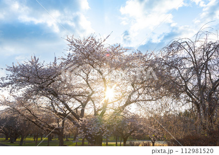 北海道森町早朝のオニウシ公園の桜 112981520