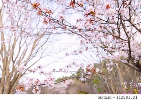 北海道森町早朝のオニウシ公園の桜02 北海道森町早朝のオニウシ公園の桜02 112981521