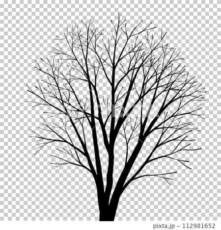 冬季白樺剪影圖 112981652