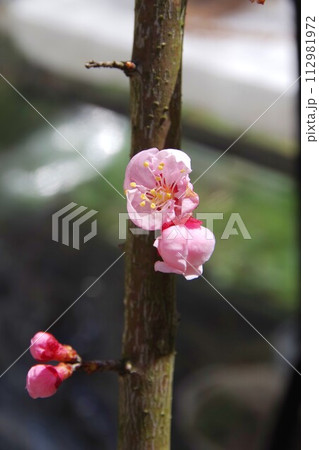 春を告げる杏の花 春を告げる杏の花 112981972