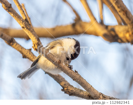 Cute bird the willow tit, song bird sitting on a branch without leaves in the winter. Cute bird the willow tit, song bird sitting on a branch without leaves in the winter. 112982341