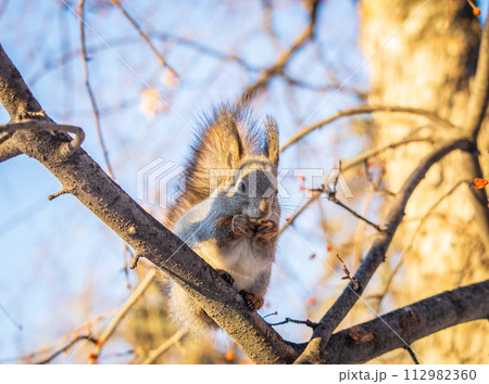 The squirrel with nut sits on tree in the winter or late autumn 112982360