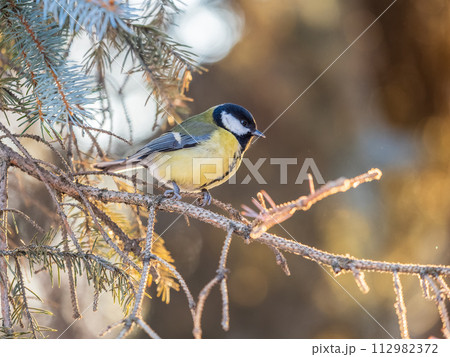Cute bird Great tit, songbird sitting on the branch with blurred background 112982372